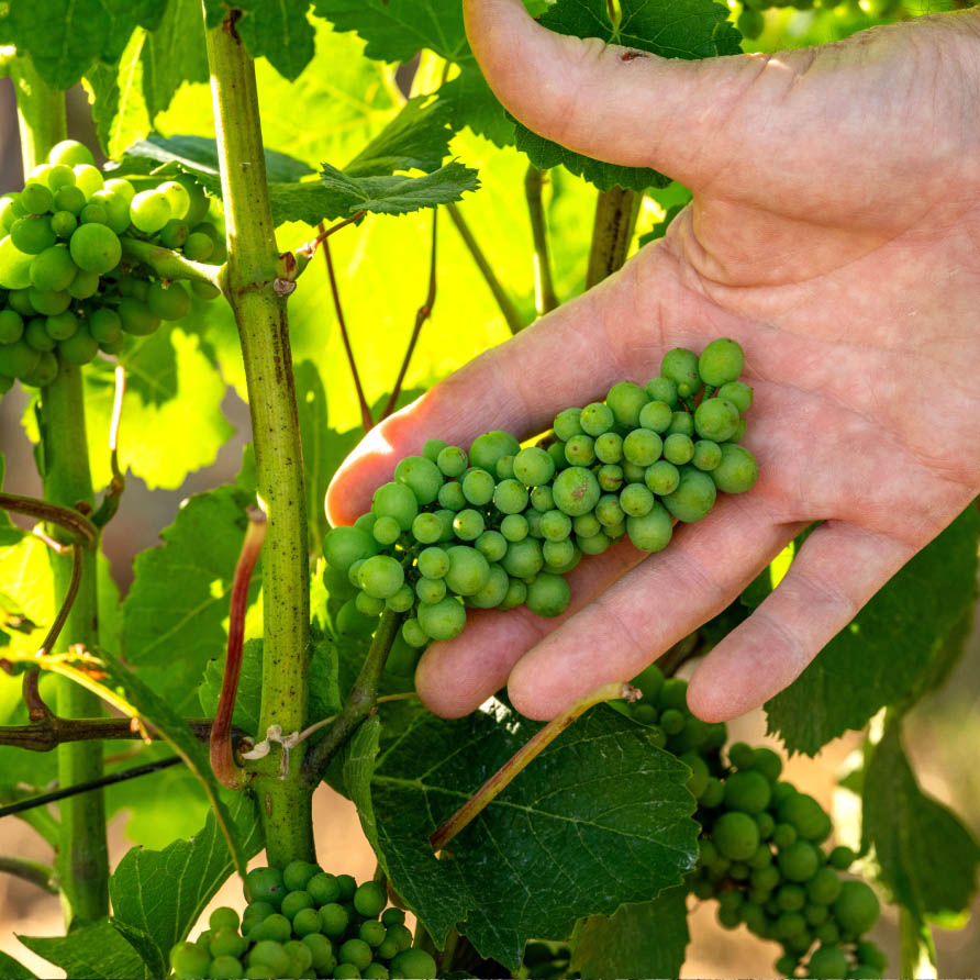 Bjornson_Vineyard_Willamette Valley_Eola Amity Hills_Family Owned Winery_Footer 06