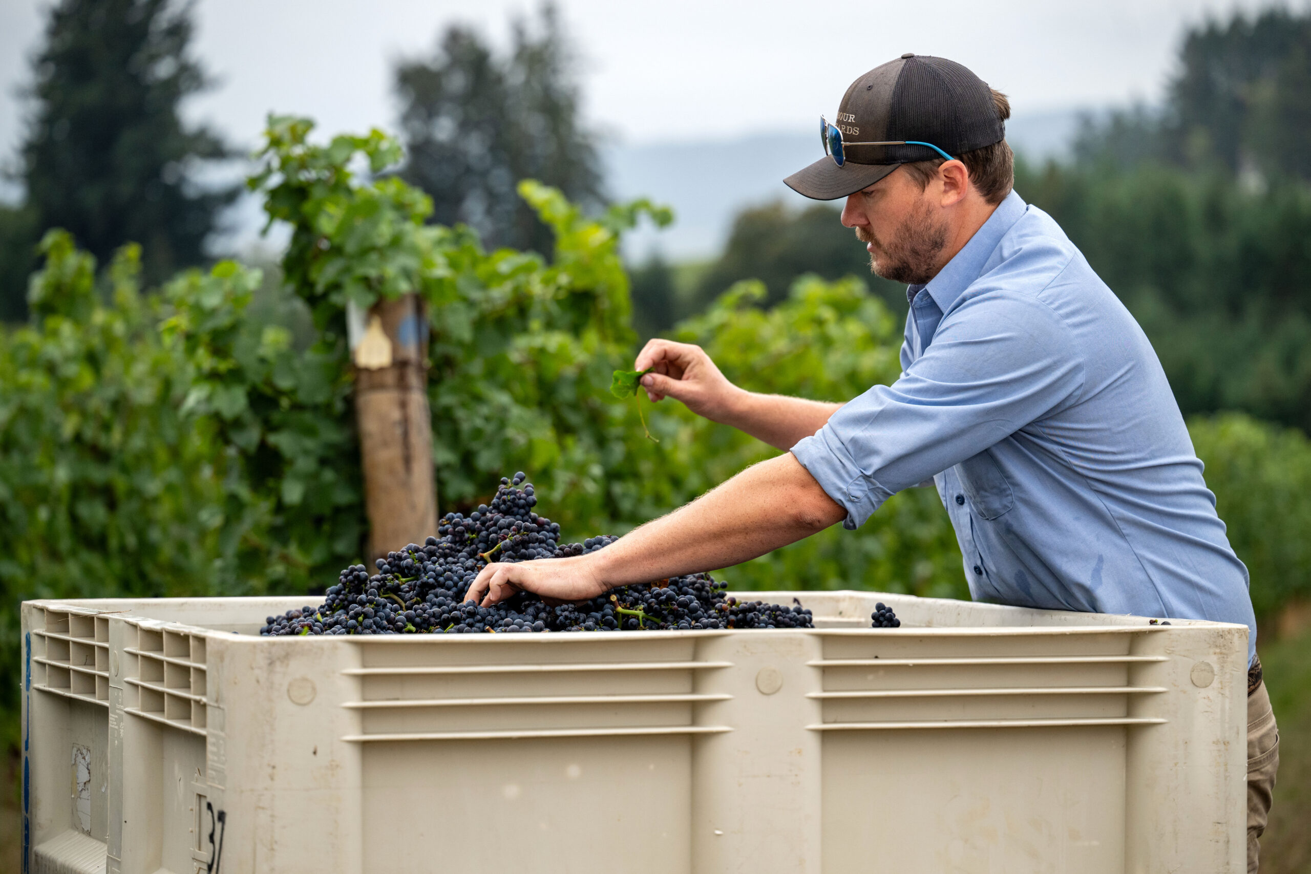 Vineyard manager during harvest